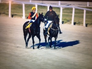 Rainha Pioneira 12.06 paddock