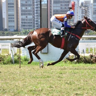 Potiche (Tiger Heart) e Zuruck Vom Ring vencem em Cidade Jardim