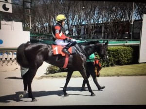 Rainha Pioneira 23.10 paddock