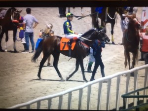 Wild Thing 06.01 paddock