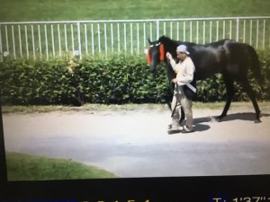 Willie HObo 21.01 paddock