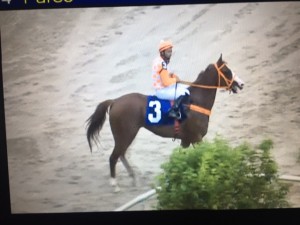 White Shadow 04.02 paddock