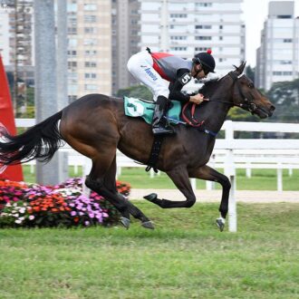 XIANGGANG LASER (Tiger Heart) vence em CJ em 2000 grama para o Hs Rio Iguassu