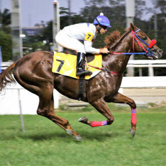 ALL OBSESSION (Tiger Heart) do Hs Free Way vence a 7ª carreira na Gávea